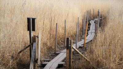 wooden brige surounded by fields of grass